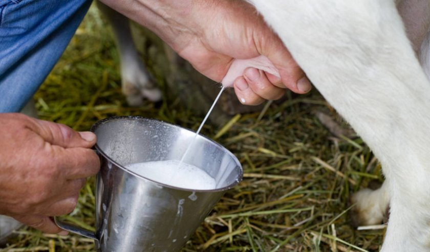 fad16ea4ea2465d433767c54edaf2a4c Чому коза перестала давати молоко: основні причини і як їх усунути