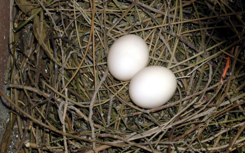 fb81da37f63259590dea5e4022cbb64b Скільки днів голуби висиджують яйця: як відбувається яйцекладка, як часто голуби розмножуються