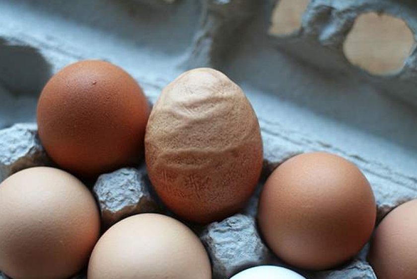 fb9dc269c3d3acceae63e631a7d6b286 Тонка шкаралупа у курячого яйця: в чому причина, що робити, чим годувати