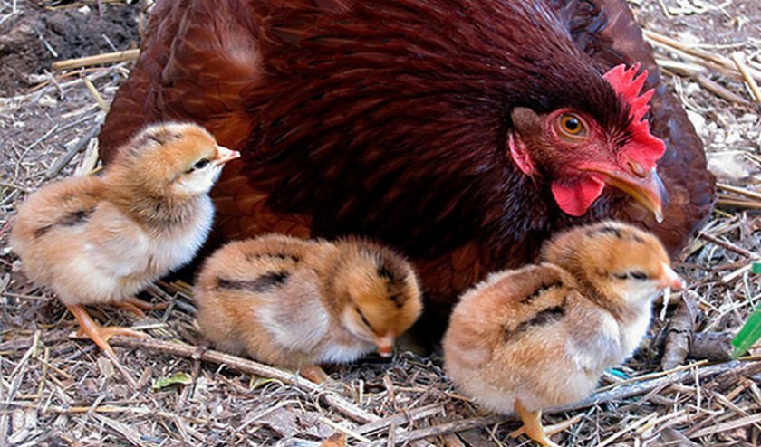 fbd15631bb6a79d704b4e9bf106778bd Як визначити стать курчати: по яйцю, по крилах, по пірю, ефективні способи, відео