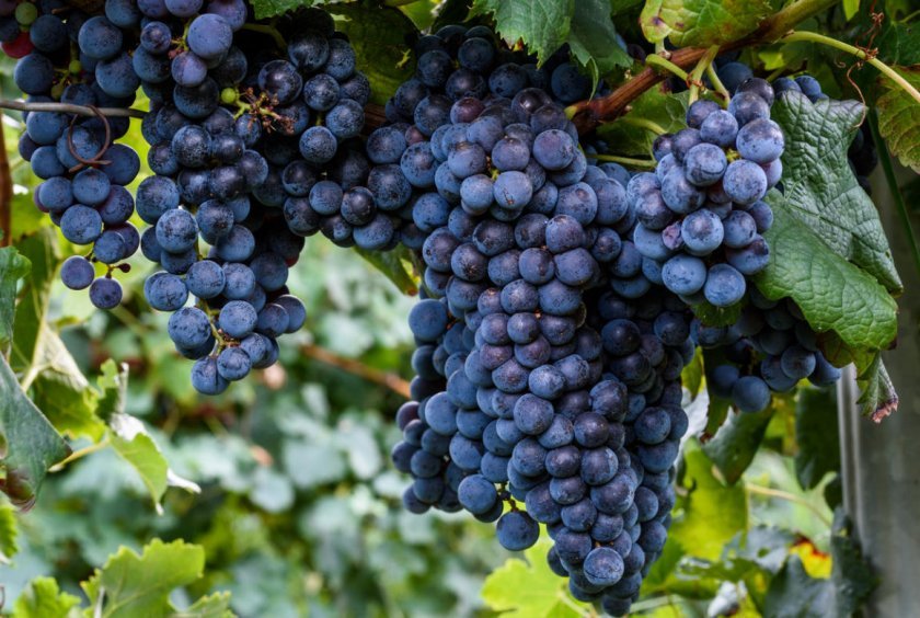 fbebff7e9b69ed74af5be2d6e859b3e5 Як зробити вино з чорного винограду в домашніх умовах: прості рецепти приготування, кращі сорти