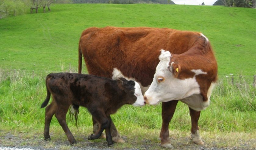 fc7483afeabc61c28e0fd79923861b92 Скільки корова дає молока в добу в середньому: після першого і другого отелення, від чого залежать надої