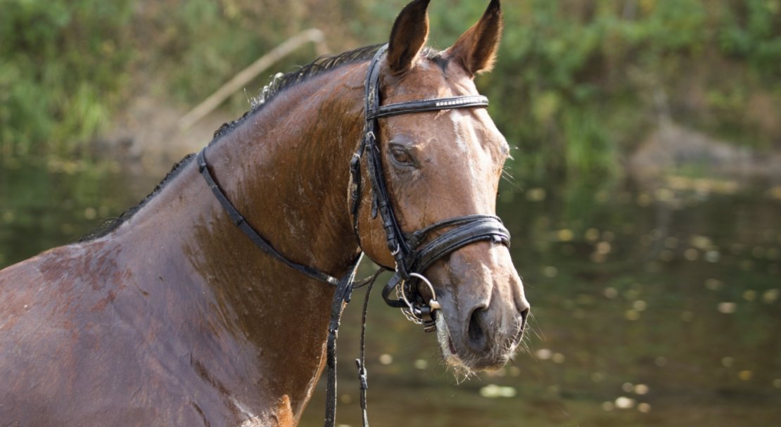 fce439a2e00888549f52a1ca0a0b30e6 Тракененская порода коней: характеристика та фото, умови утримання та догляду