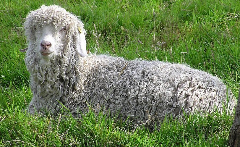 fcf70e431fddb4ffcecc58a3d1234481 Ангорська коза: опис та характеристика кіз, відмінності від інших видів, особливості утримання і догляду, як отримати шерсть, фото