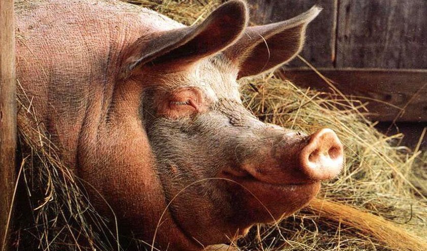 fd5ca5ede06687953c585bb954fa7cb3 Годування свиней в домашніх умовах: раціон і норми, чим можна годувати