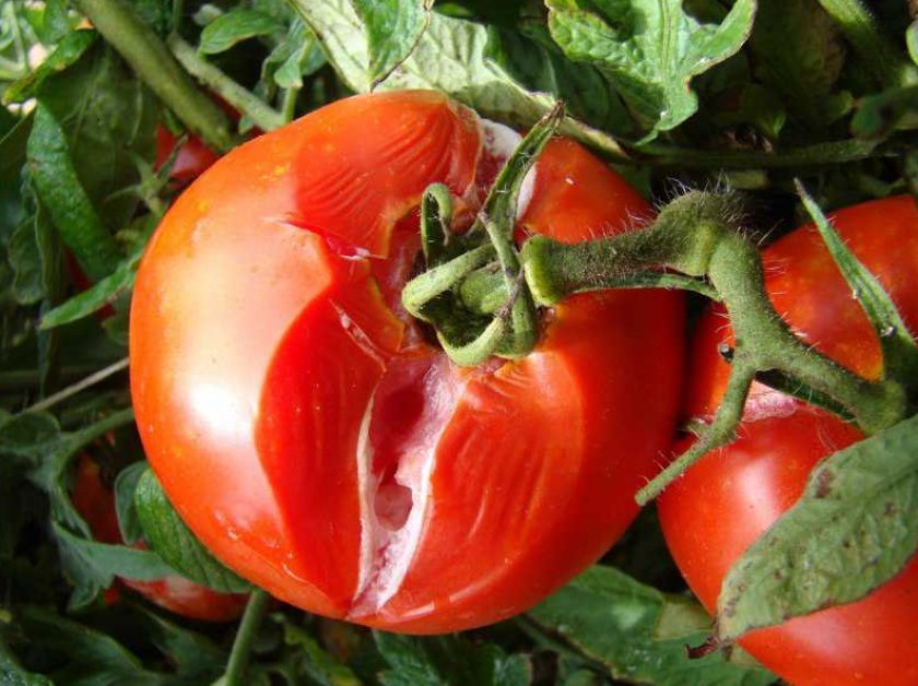 fd70dbe2d7a4685d427e723d2bbdd66e Як обробити томати зеленкою і йодом: рецепти та оптимальні терміни обприскування, відео