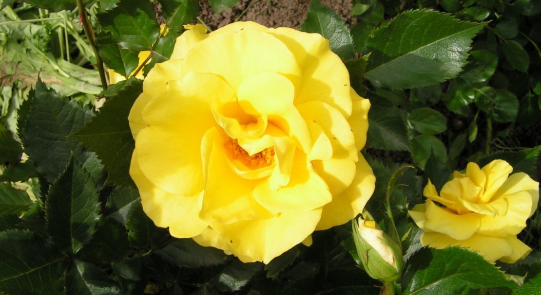 fd8234cd838fd5da771b265c02d91310 Роза Фрезія: опис, відмінні характеристики, особливості вирощування та догляду, фото
