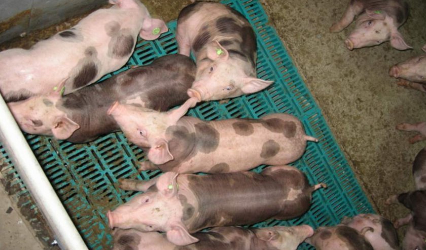fdb7e1f84c7c6699a7a6b801af290a3b Порода свиней пєтрен: характеристика і опис, поради з вибору при покупці, утримання та догляд, фото