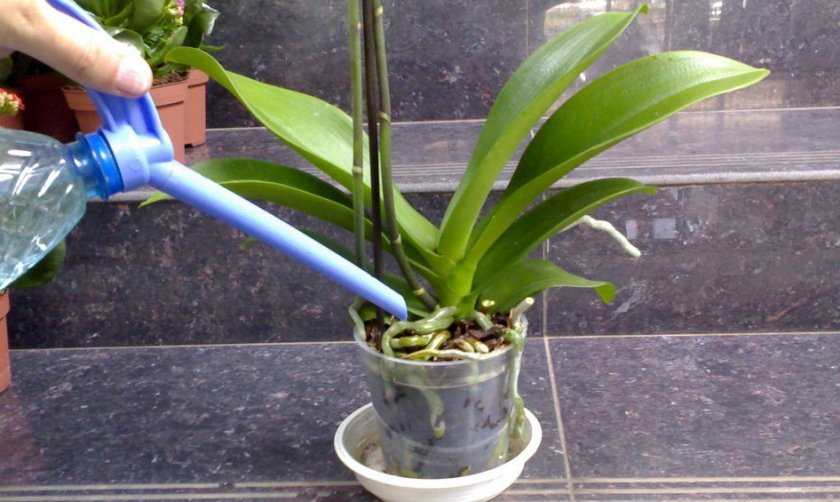 fde0515f7e6028a61b0480af001d2483 Як садити орхідею в горщик в домашніх умовах: основні способи, правильна обробка ґрунту, догляд після посадки