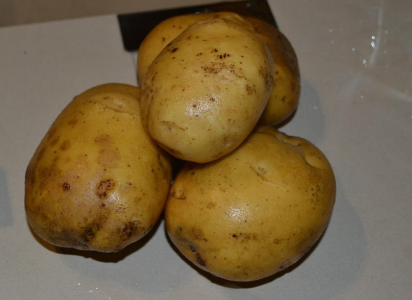 fe13ee7b6376743fa3e9f0f92954bd87 Картопля Латона: опис та характеристика сорту, особливості вирощування та догляду, смакові якості, фото