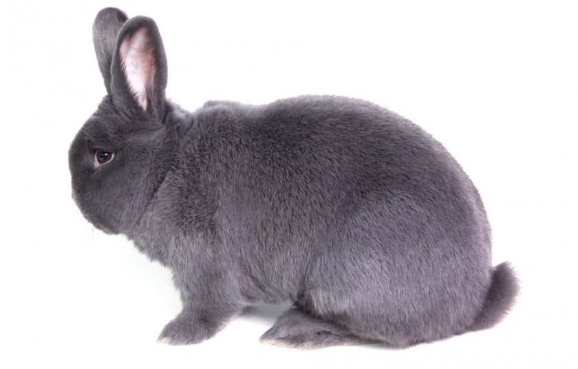 fe89e1b9d51c11fe8660c99183ca5e43 Віденський блакитний кролик: опис та характеристика породи, розміри кліток для утримання, особливості розмноження, фото