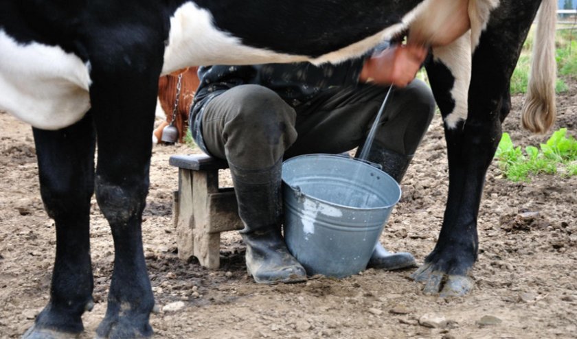 fee30623ae2ec9f40b8d51945bdf49b7 Скільки корова дає молока в добу в середньому: після першого і другого отелення, від чого залежать надої