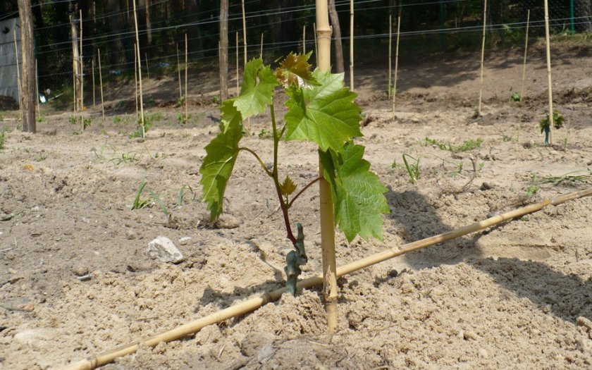 kak posadit vinograd letom sazhencami: poshagovo s foto386 Як посадити виноград влітку саджанцями: покроково з фото