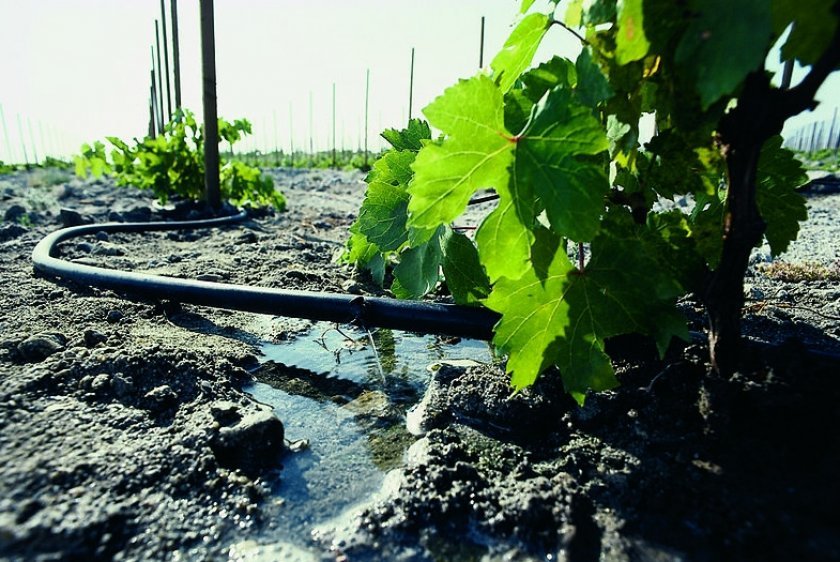 kak posadit vinograd letom sazhencami: poshagovo s foto388 Як посадити виноград влітку саджанцями: покроково з фото