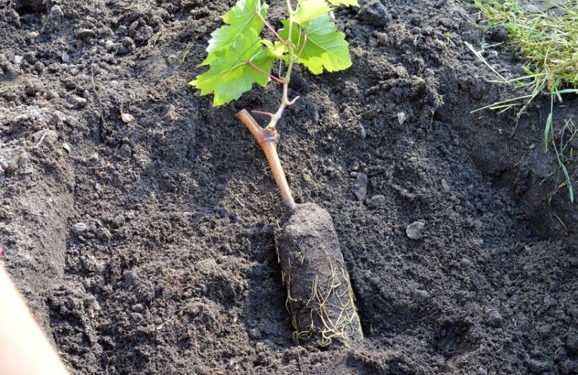 kak pravilno posadit vinograd vesnojj: sazhencami, cherenkami25 Як правильно посадити виноград навесні: саджанцями, живцями