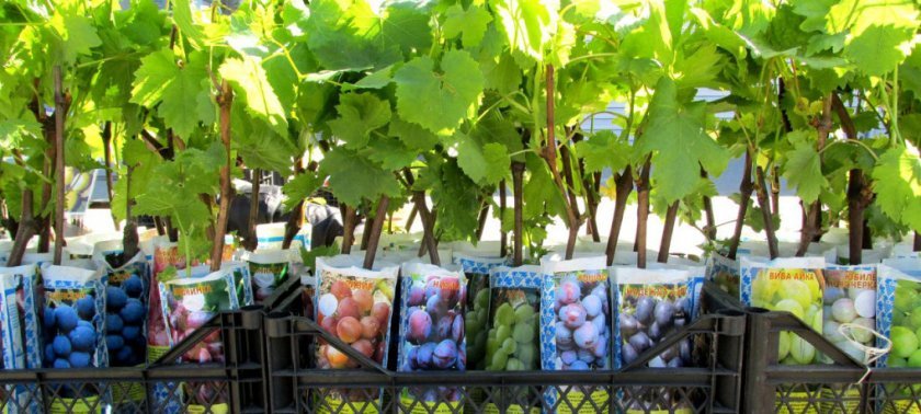 kak pravilno posadit vinograd vesnojj: sazhencami, cherenkami26 Як правильно посадити виноград навесні: саджанцями, живцями