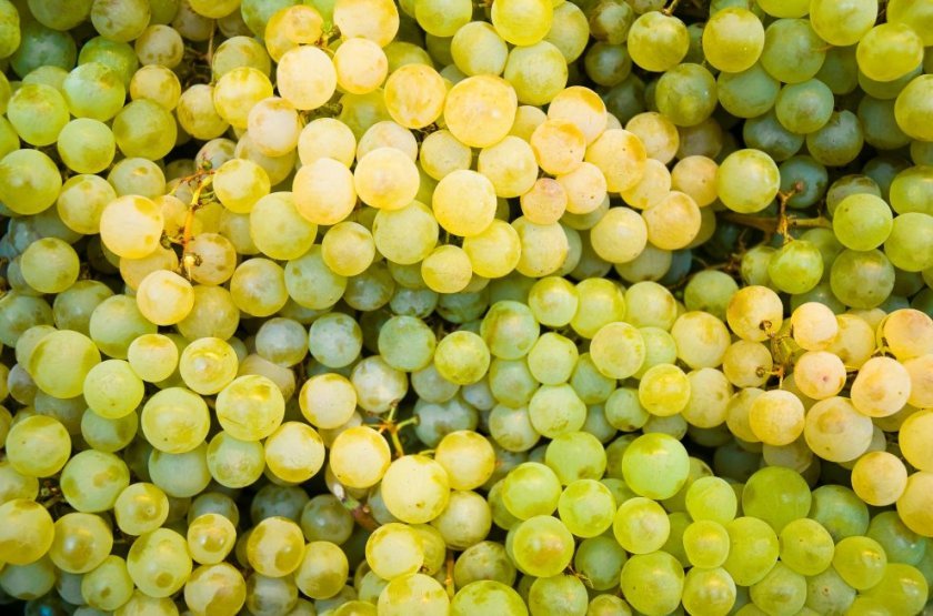 kompot iz vinograda belogo: poshagovoe prigotovlenie, luchshie recepty101 Компот з винограду білого: покрокове приготування, найкращі рецепти
