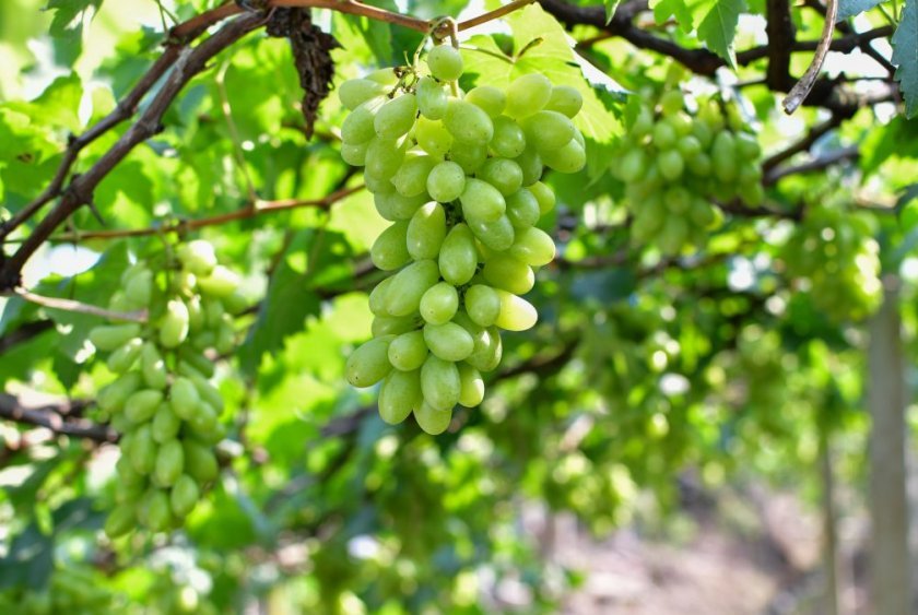 kompot iz vinograda belogo: poshagovoe prigotovlenie, luchshie recepty103 Компот з винограду білого: покрокове приготування, найкращі рецепти