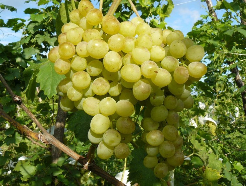 kompot iz vinograda belogo: poshagovoe prigotovlenie, luchshie recepty104 Компот з винограду білого: покрокове приготування, найкращі рецепти