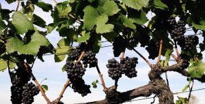 pergola dlya vinograda: kak sdelat svoimi rukami, vidy i razmery, foto50 Пергола для винограду: як зробити своїми руками, види та розміри, фото
