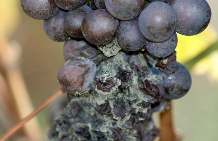 pochemu gnijot vinograd: chto delat, chem lechit i obrabatyvat, foto166 Чому гниє виноград: що робити, чим лікувати і обробляти, фото