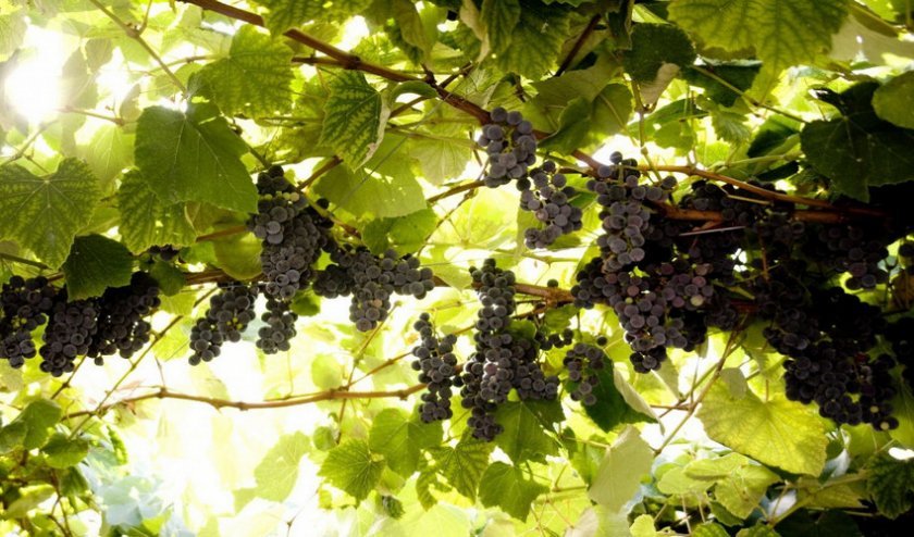 podkormka vinograda osenyu udobreniyami: nuzhna li, doza i osnovnye pravila205 Підживлення винограду восени добривами: потрібна, доза і основні правила