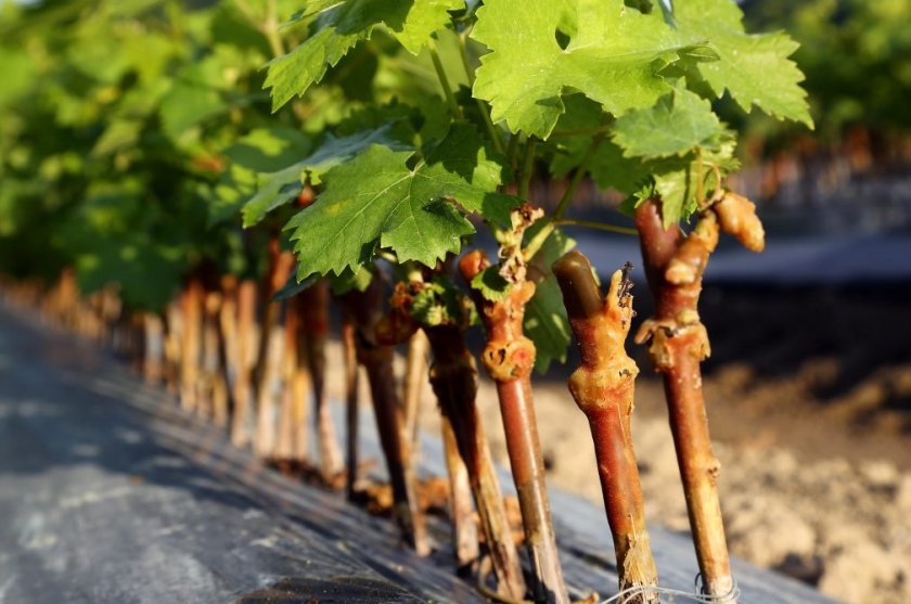 razmnozhenie vinograda letom: cherenkami, otvodkami374 Розмноження винограду влітку: живцями, відводками