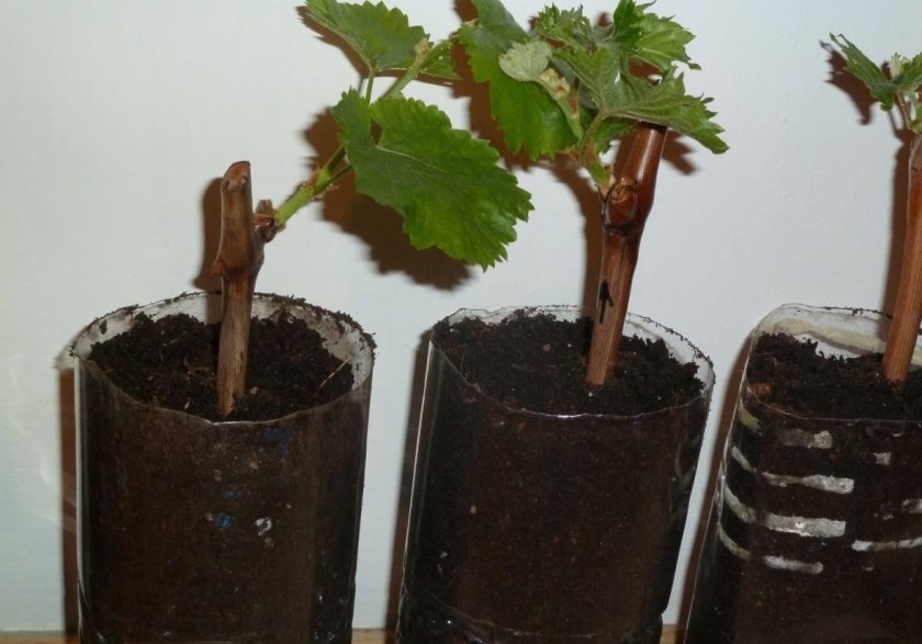 razmnozhenie vinograda letom: cherenkami, otvodkami376 Розмноження винограду влітку: живцями, відводками