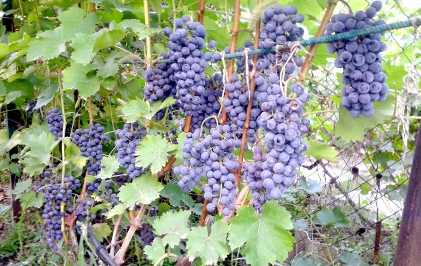 Сорт винограда кинг руби фото и описание