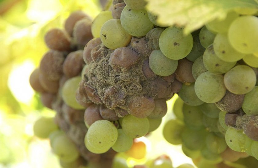 seraya gnil na vinograde: chem i kogda obrabotat, foto766 Сіра гниль на винограді: чим і коли обробити, фото
