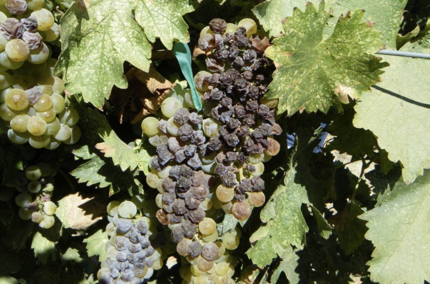 seraya gnil na vinograde: chem i kogda obrabotat, foto772 Сіра гниль на винограді: чим і коли обробити, фото