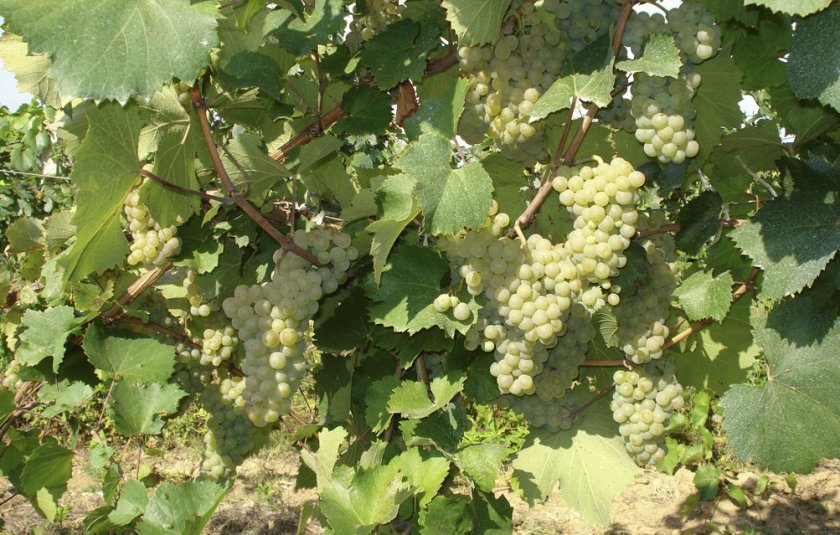 seraya gnil na vinograde: chem i kogda obrabotat, foto776 Сіра гниль на винограді: чим і коли обробити, фото