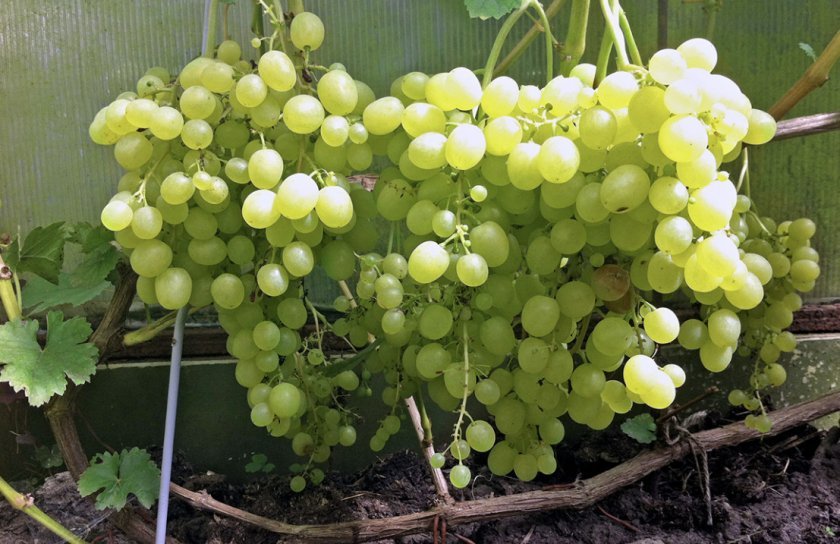 seraya gnil na vinograde: chem i kogda obrabotat, foto777 Сіра гниль на винограді: чим і коли обробити, фото