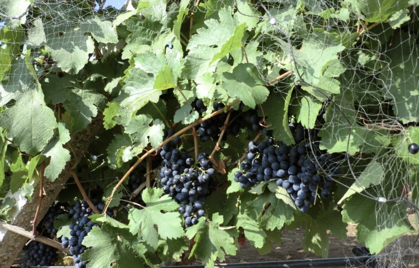 seraya gnil na vinograde: chem i kogda obrabotat, foto778 Сіра гниль на винограді: чим і коли обробити, фото
