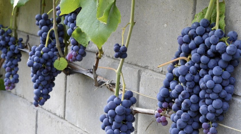 seraya gnil na vinograde: chem i kogda obrabotat, foto779 Сіра гниль на винограді: чим і коли обробити, фото