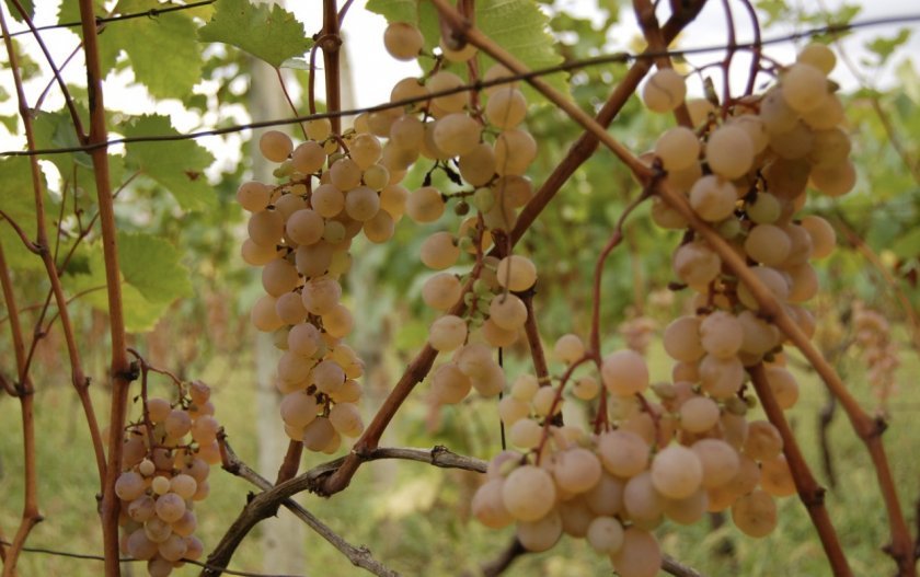 seraya gnil na vinograde: chem i kogda obrabotat, foto780 Сіра гниль на винограді: чим і коли обробити, фото