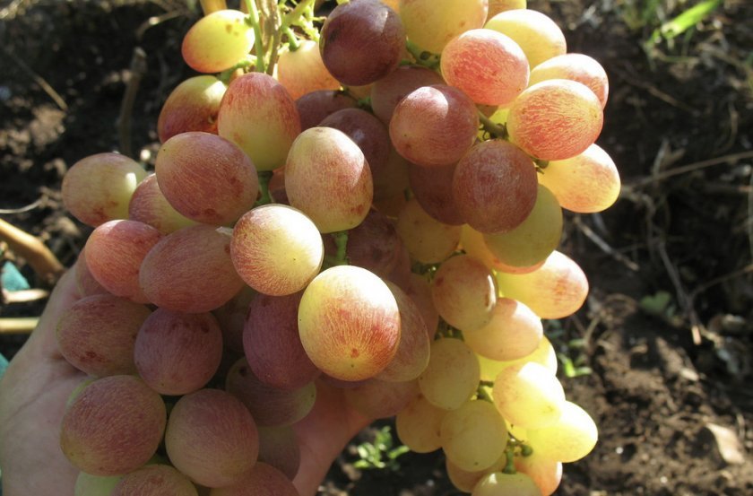 seraya gnil na vinograde: chem i kogda obrabotat, foto782 Сіра гниль на винограді: чим і коли обробити, фото