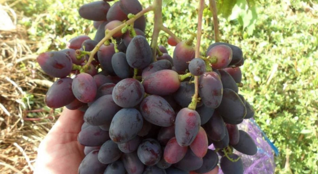 sort vinograda atos: opisanie i foto147 Сорт винограду Атос: опис та фото