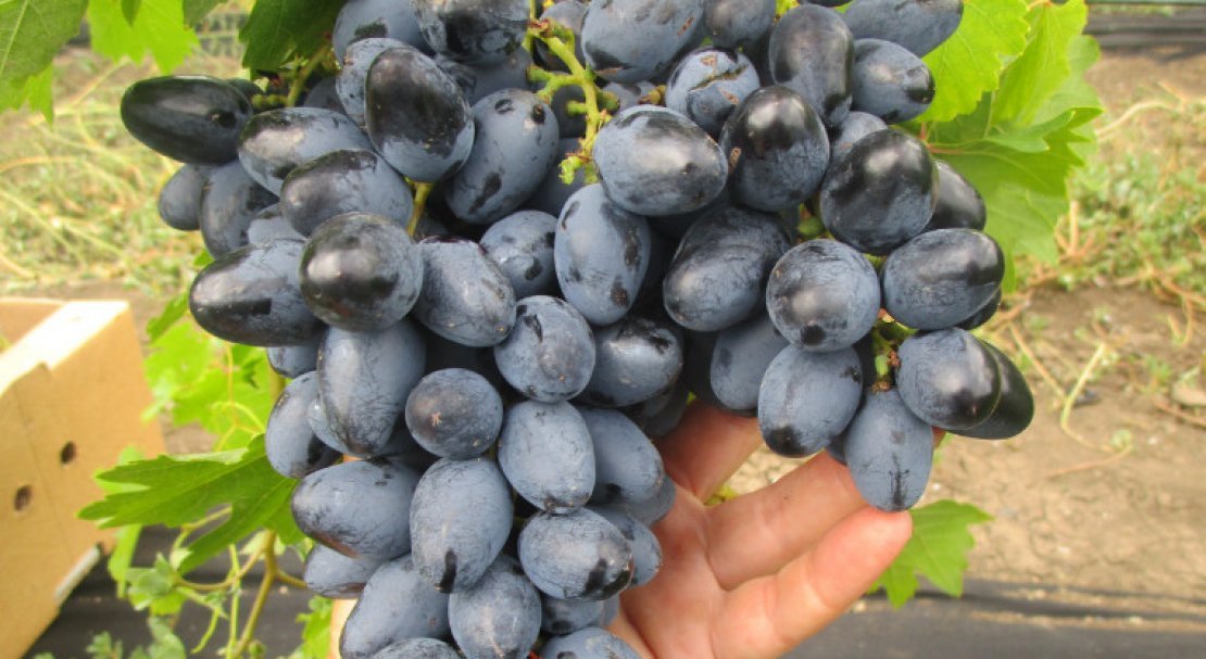 sort vinograda atos: opisanie i foto148 Сорт винограду Атос: опис та фото