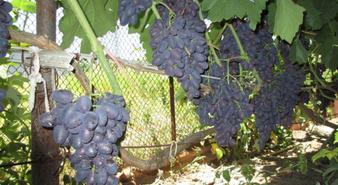 sort vinograda atos: opisanie i foto149 Сорт винограду Атос: опис та фото
