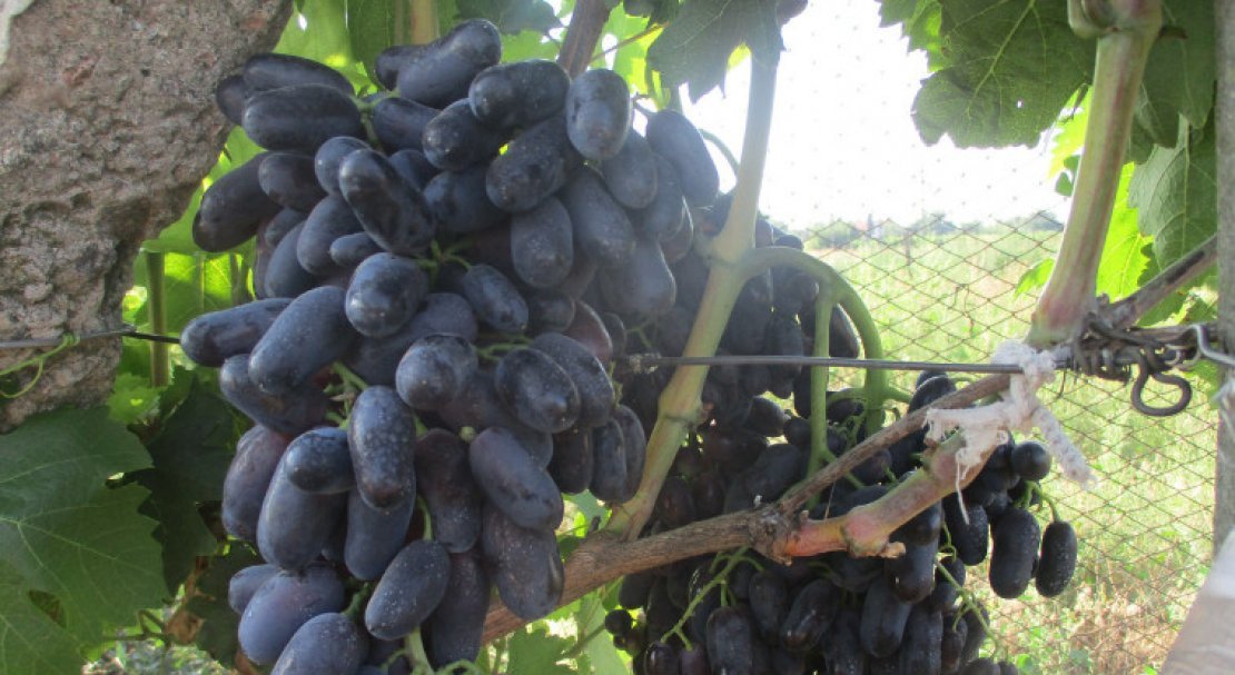 sort vinograda atos: opisanie i foto150 Сорт винограду Атос: опис та фото