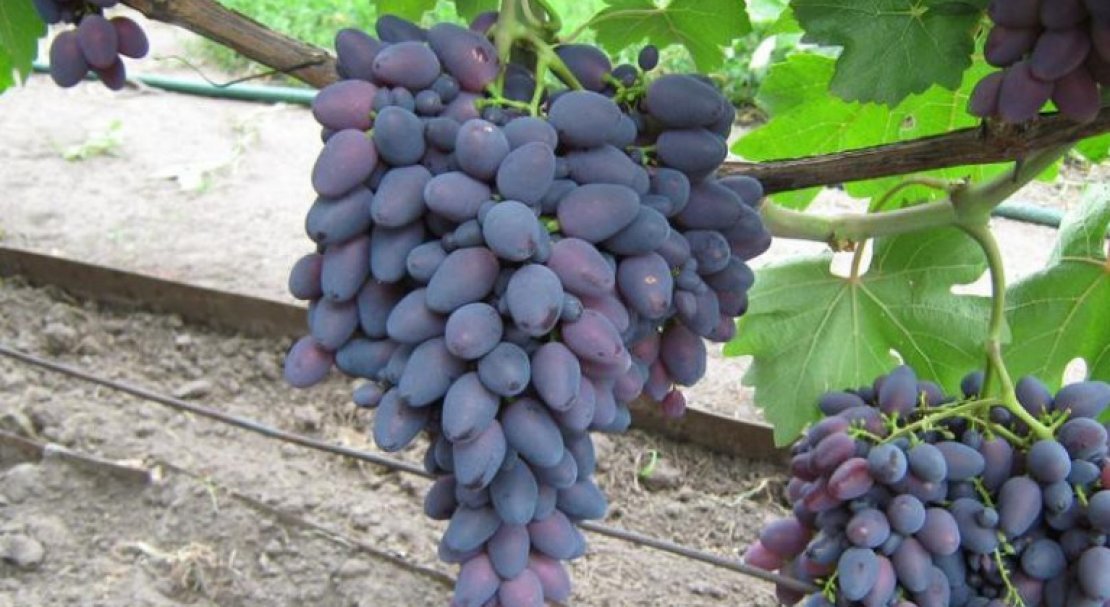 sort vinograda atos: opisanie i foto151 Сорт винограду Атос: опис та фото