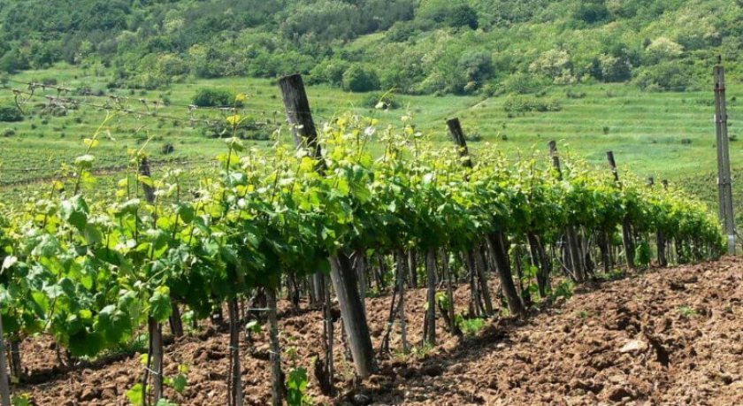 sort vinograda atos: opisanie i foto162 Сорт винограду Атос: опис та фото