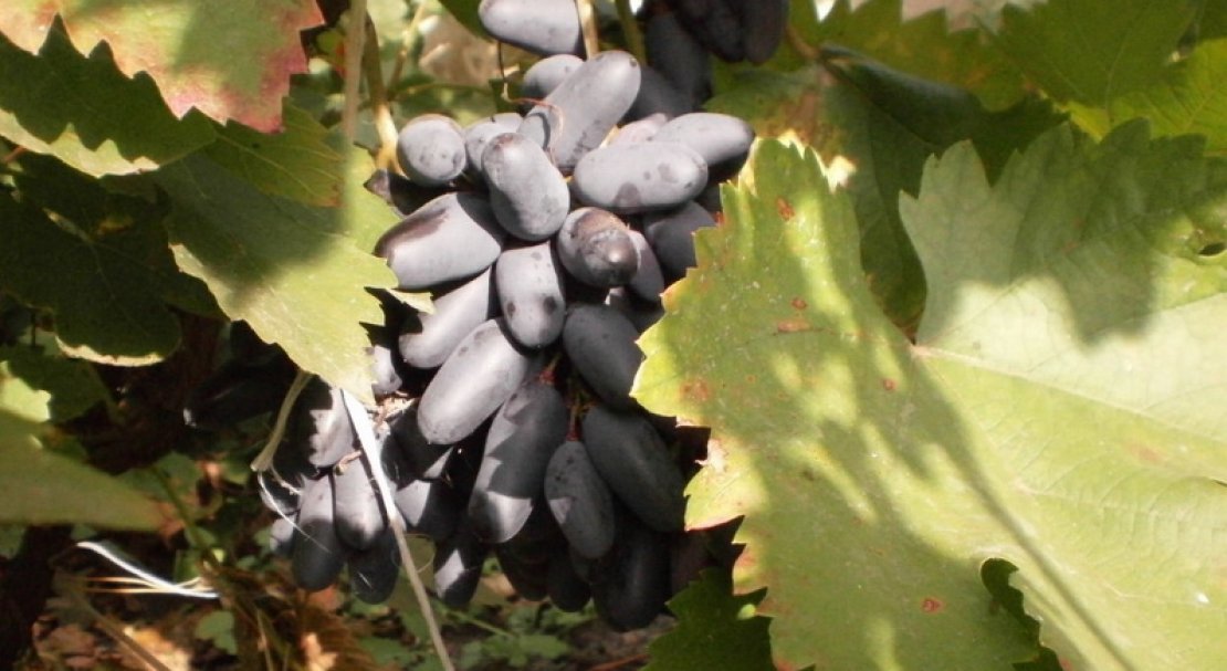 sort vinograda pamyati negrulya: opisanie i foto, otzyvy556 Сорт винограду Памяті Негруля: опис та фото, відгуки