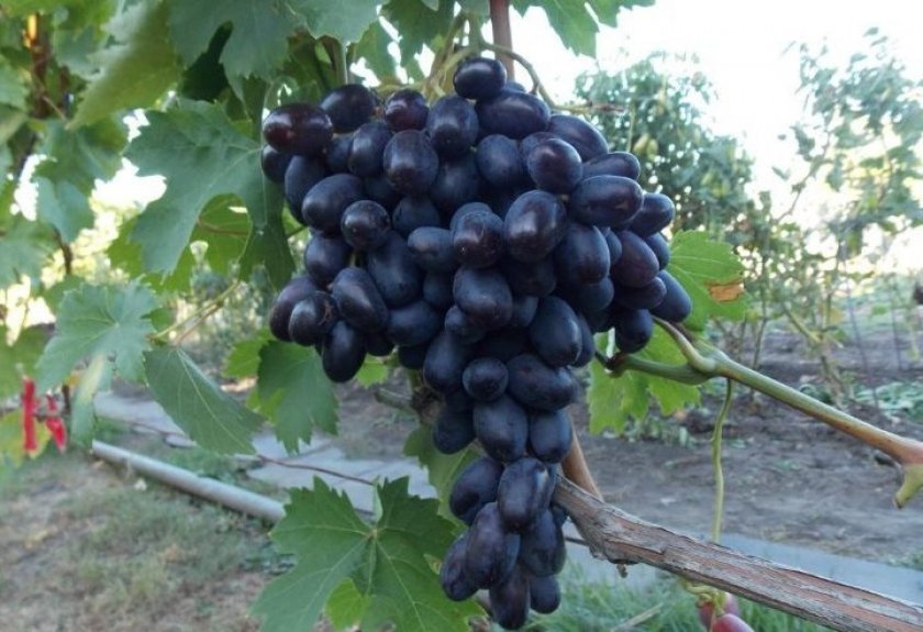 vinograd dzhovanni: opisanie sorta, foto i otzyvy164 Виноград Джованні: опис сорту, фото і відгуки
