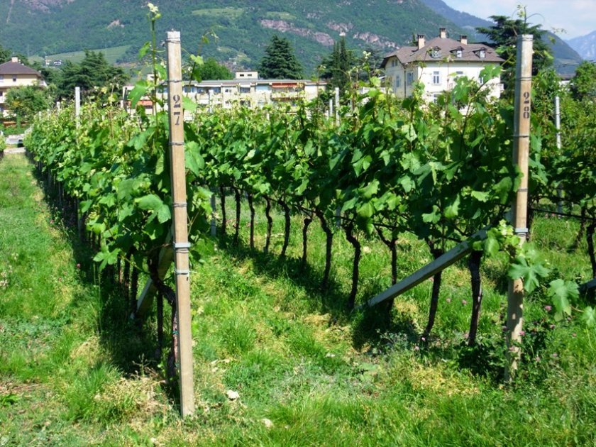vinograd dzhovanni: opisanie sorta, foto i otzyvy166 Виноград Джованні: опис сорту, фото і відгуки