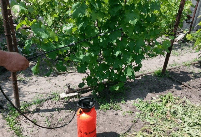 vinograd dzhovanni: opisanie sorta, foto i otzyvy177 Виноград Джованні: опис сорту, фото і відгуки