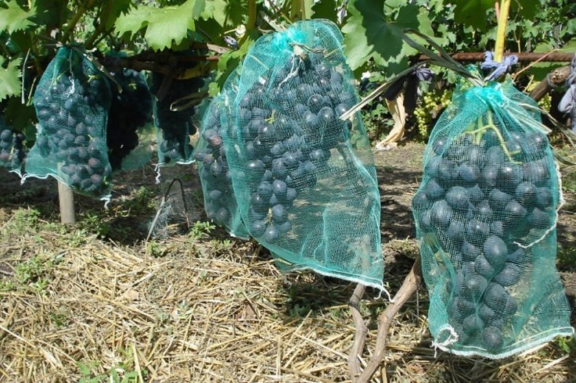 vinograd dzhovanni: opisanie sorta, foto i otzyvy178 Виноград Джованні: опис сорту, фото і відгуки