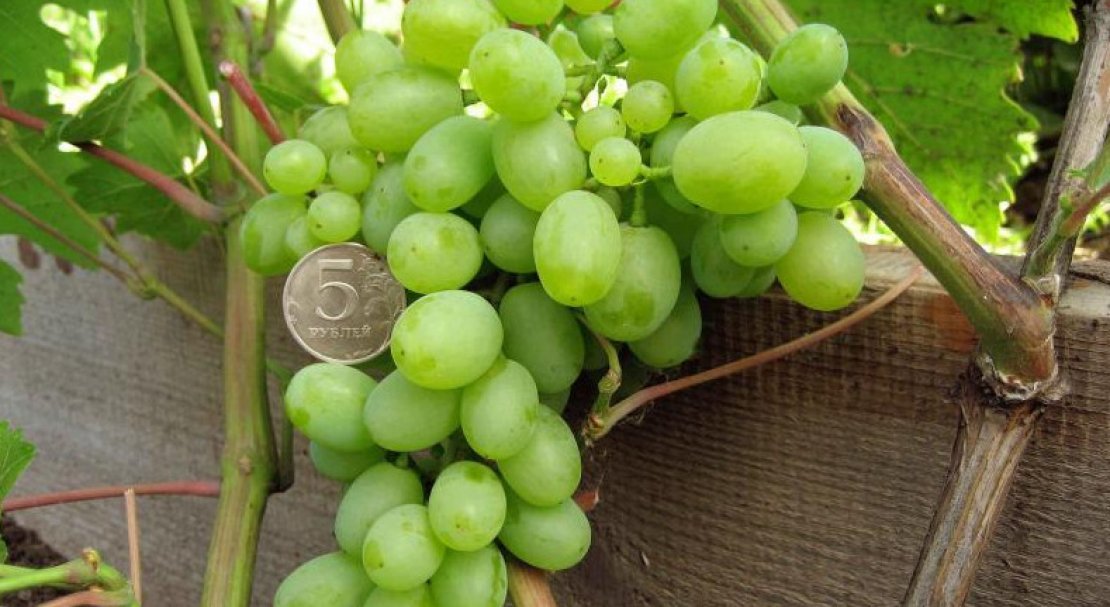 vinograd garold: opisanie sorta, foto, otzyvy54 Виноград Гарольд: опис сорту, фото, відгуки