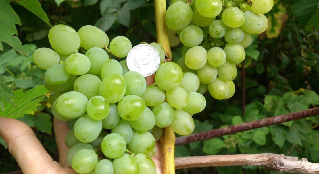 vinograd garold: opisanie sorta, foto, otzyvy55 Виноград Гарольд: опис сорту, фото, відгуки
